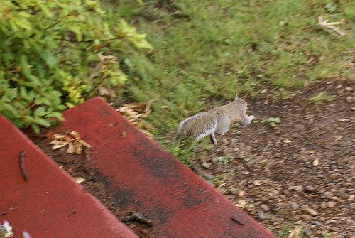 2011-05-17-Squirrel02