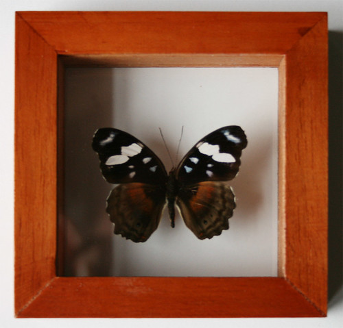 White and Blue Framed Butterfly Art Myscelia Capenas in Classic Wood