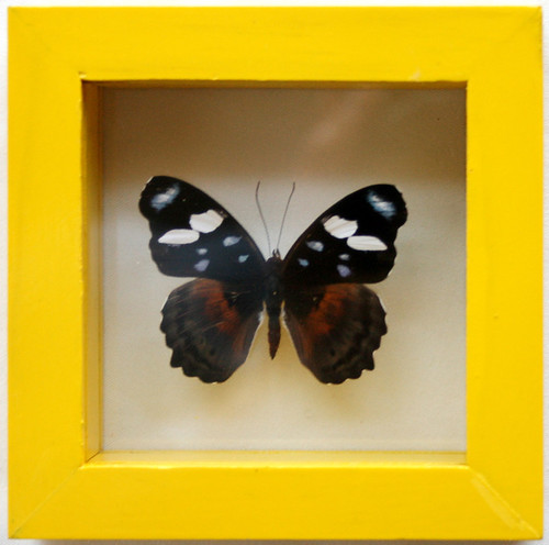 White and Blue Framed Butterfly Art Myscelia Capenas in Yellow