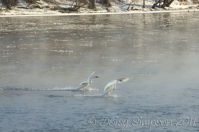 landing swans 1