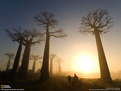 Madagascar—Sunrise reveals light traffic—a lone oxcart—along the Avenue of the Baobabs, Visions of Earth (National Geographic, Mar 2009)