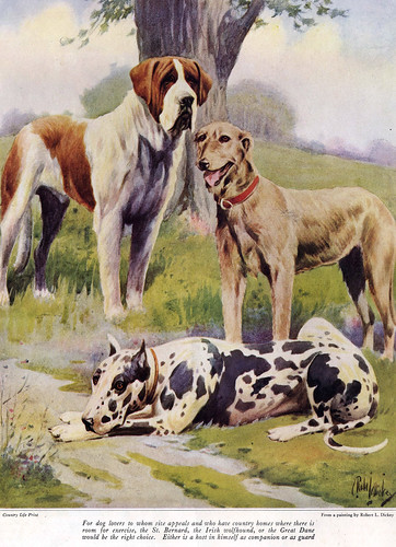 Dogs for the Country Home by dok1, on Flickr