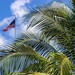 Old Glory and Palms