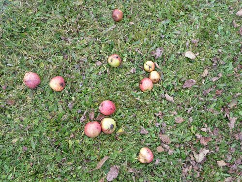 autumn apples