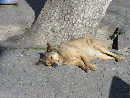 Istanbul dog