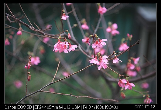 20110212Cherry_blossom