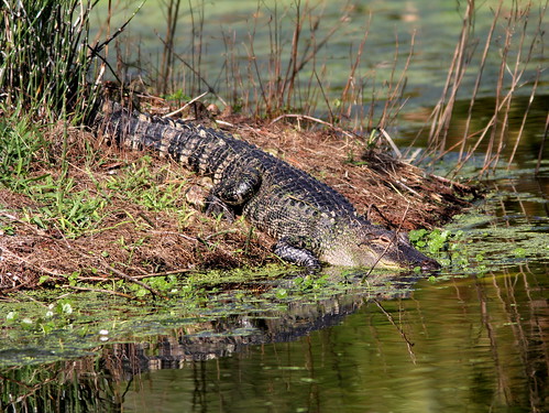Alligator 20110220