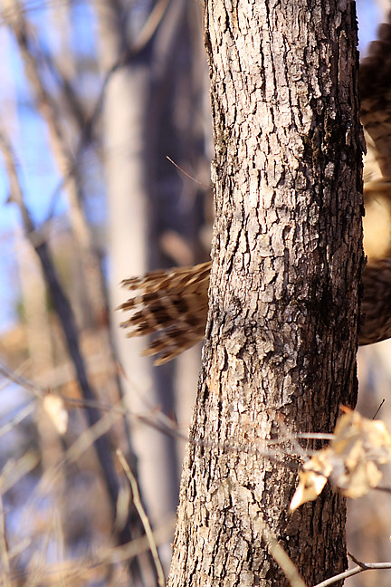 lilly, the barred owl, flies to new perch