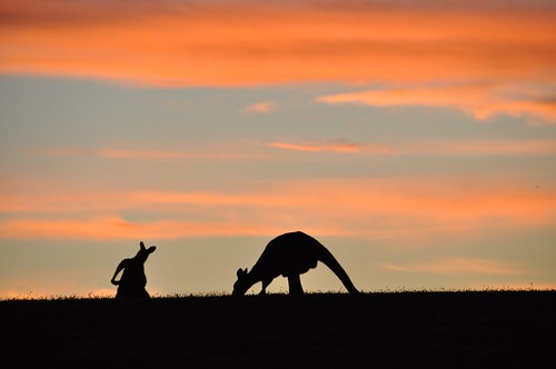 Kangaroos scratching and feeding at sunset