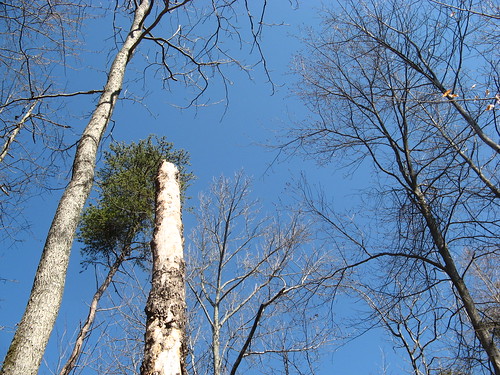 Blue sky over the timber