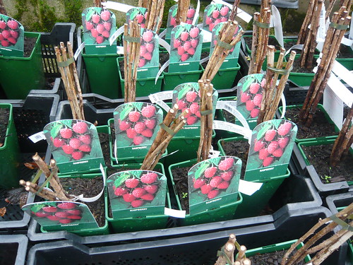 Spring raspberry canes