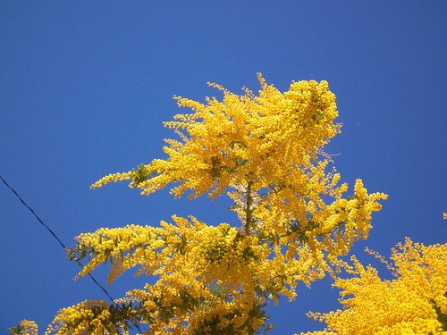 Yellow spring ~mimosa~