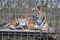Lazy Tiger on display