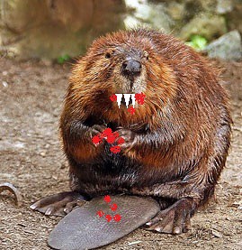 carnivorous_beaver