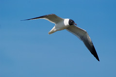 Laughing Gull in Flight