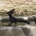 How to steal a cookie from a grackle?