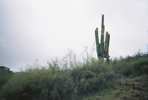 cold cactus 