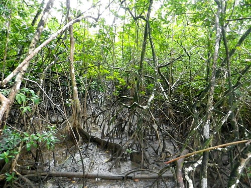 mangroves montsinery