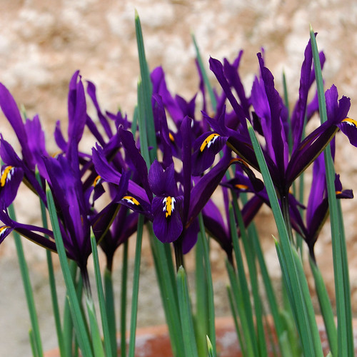 Iris reticulata "Purple Gem"