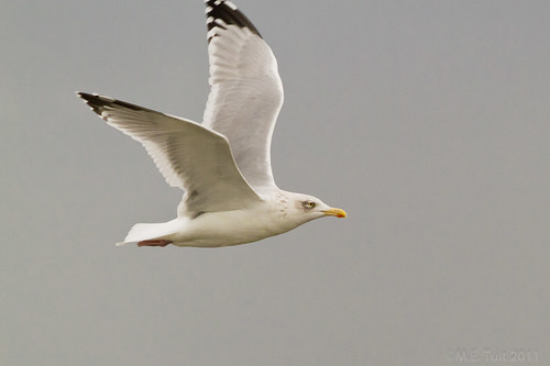 Zilvermeeuw / Herring gull / Larus argentatus