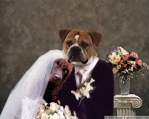 Woof weddings became popular after Pamela Anderson formerly of Baywatch 