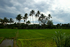 Tentena - Sulawesi