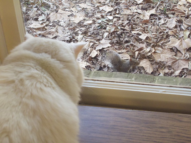 Nilla and the Squirrel 0017