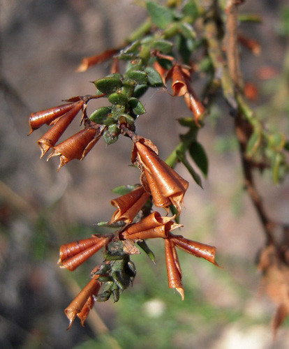 Gorse Bitter-pea (Daviesia ulicifolia)