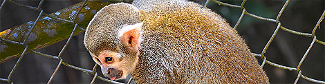 -small-soteropoli.com-fotos-fotografia-de-ssa-salvador-bahia-brasil-brazil--zoo-zoologico