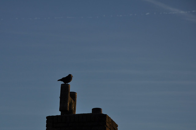 crow on a chimney