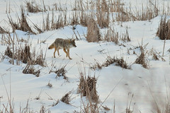 Hunting Coyote DSC_5128 by Mully410 * Images