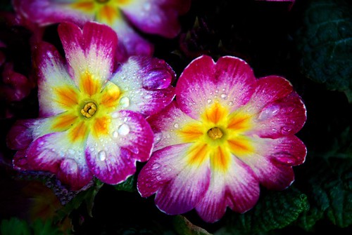 Viola flower 