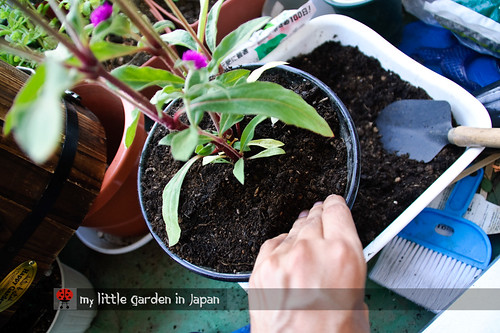 How-to-plant-in-a-container-1