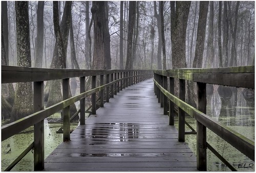 Cypress Swamp Bridge after the Rain