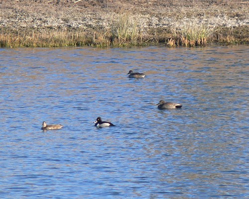 Ring-necked Duck and Gadwalls