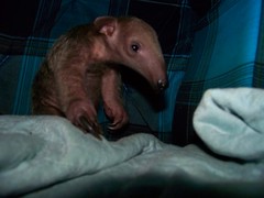 Baby anteaters aren't scared of the boggy man
