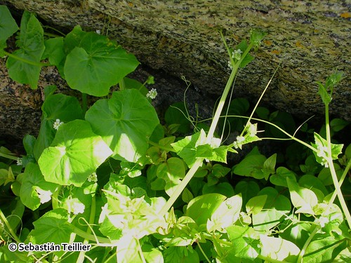 Planta de calabacillo (<i>Sicyos baderoa</i>), en la cual se aprecian los tallos fistulosos, las hojas acorazonadas, los zarcillos y las pequeñas flores apétalas.