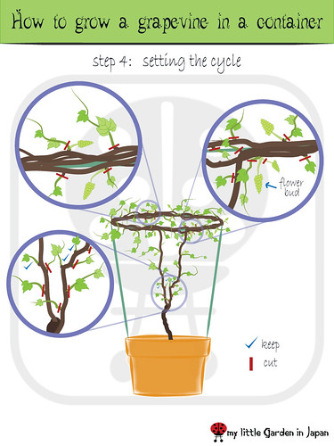 How-to-grow-a-grapevine-in-a-container-5