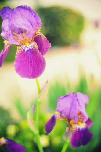 Surprise Irises