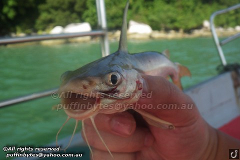 Yellow Sea Catfish - Arius venosus