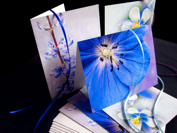 Colorado wildflowers in shades of purple, blue and lavender in this set of six note cards. 
