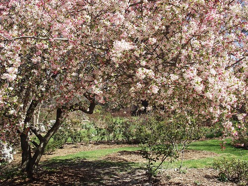 flowering cherry tree pictures. flowering cherry tree
