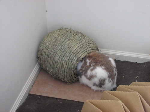 betsy with her head in the hay ball thing