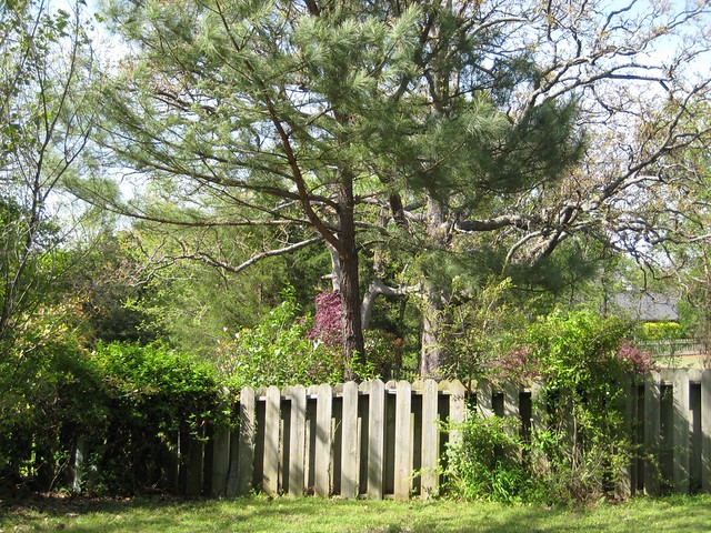 Privacy Fence May 2008