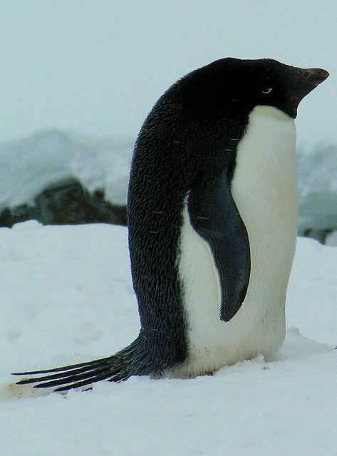 ANTARCTICA2010-244 Petermann Island  -Adelie penguins 南極 彼得曼島 阿德利企鵝