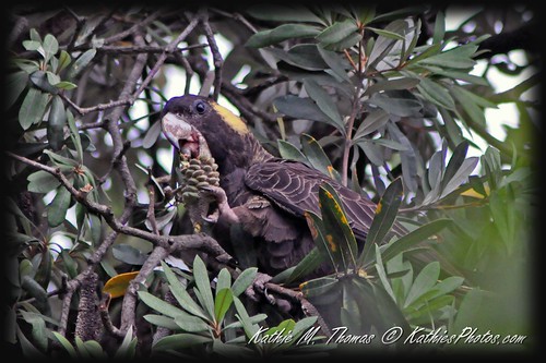 25-365 Yellow-tailed Black Cockatoo