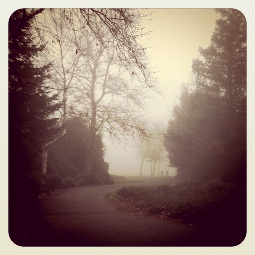 Foggy morning walk