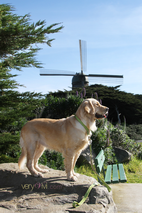 The Dutch Windmill in Golden Gate Park, San Francisco