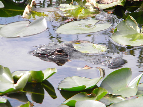 Everglades Alligators-4