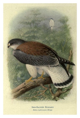 013-Zopilote de espalda roja-Birds of La Plata 1920- William Henry Hudson 